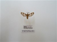 藏品(斑腹鹿蛾)的圖片